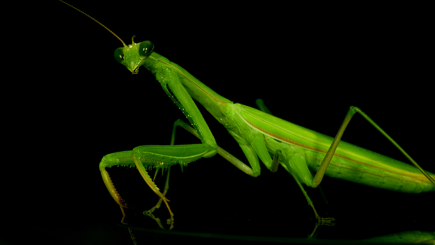 praying mantis