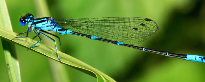 dragonfly_header_img