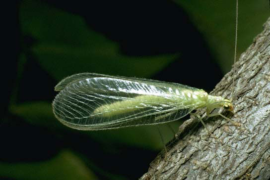 green lacewing