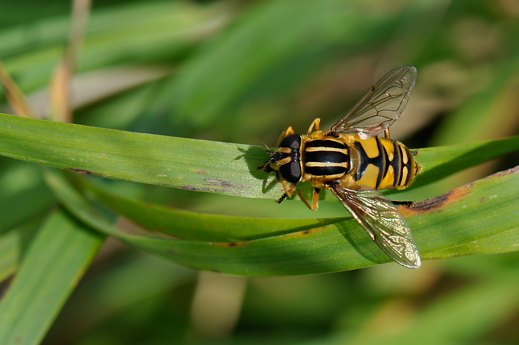 helophilus_pendulus