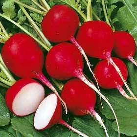 Radishes