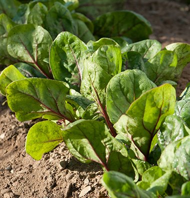 Red Kitten Spinach