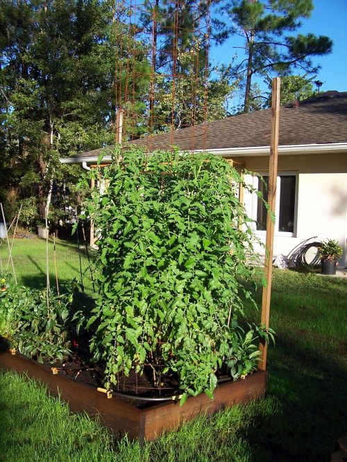 6 foot tomato plant