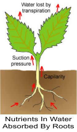 Transpiration